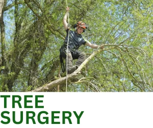 Tree Surgery Services Button