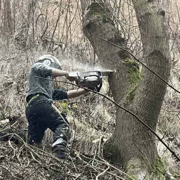 Silver Tree Services Arborist Cutting Into Tree Using Chainsaw On A Hill
