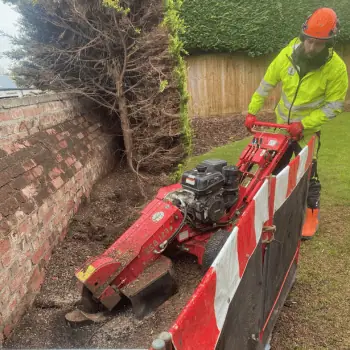 Silver Tree Services Team Member Using A Red Stump Grinder To Remove A Stump By A Wall