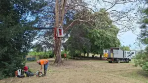 Silver Tree Services staff use a MEWP to get access to tree branches for reduction.