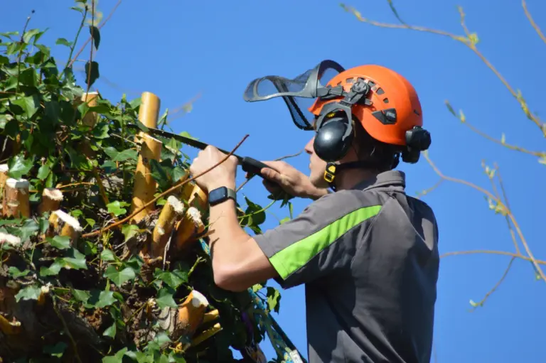 A silver tree services staff member uses a saw to perform pollarding on a large oak.