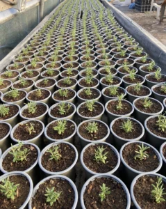Silver Tree Nurseries polytunnel full of freshly potted lavender.
