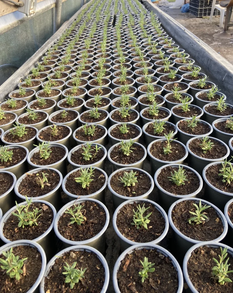 Silver Tree Nurseries polytunnel full of freshly potted lavender.